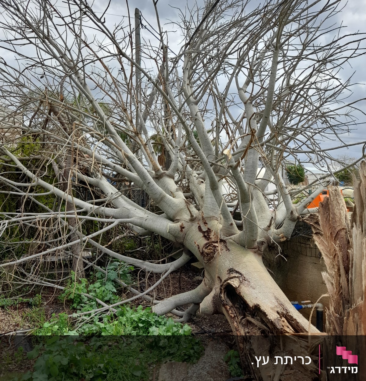 עץ כרות עם מסור שרשרת על הקרקע